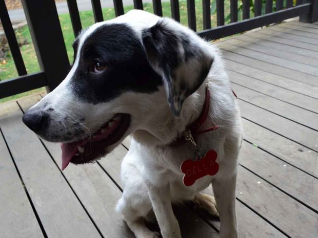 Della the Keenan winery dog