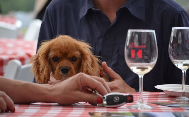 A visiting dog at dog-friendly Keenan Winery