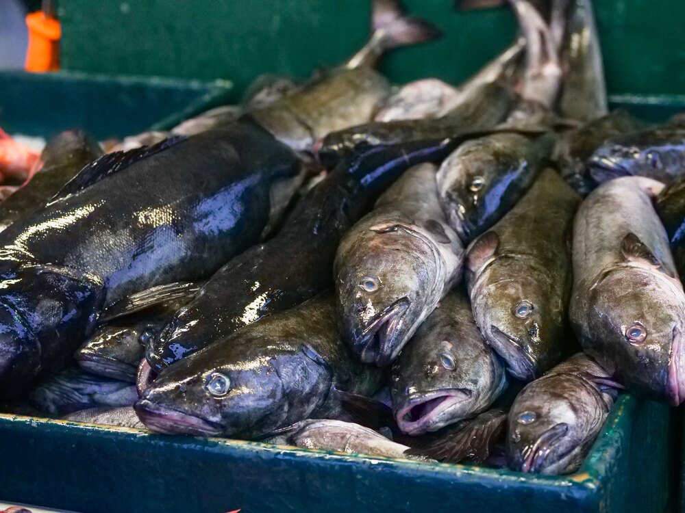 A crate of whole fresh Atlantic cod, landed from the North Atlantic