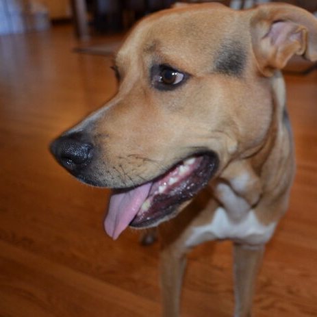 Hashbrown, Official Keenan Mascot