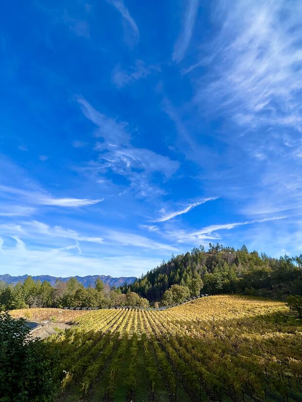 Fall — golden autumn color across the Keenan vineyard