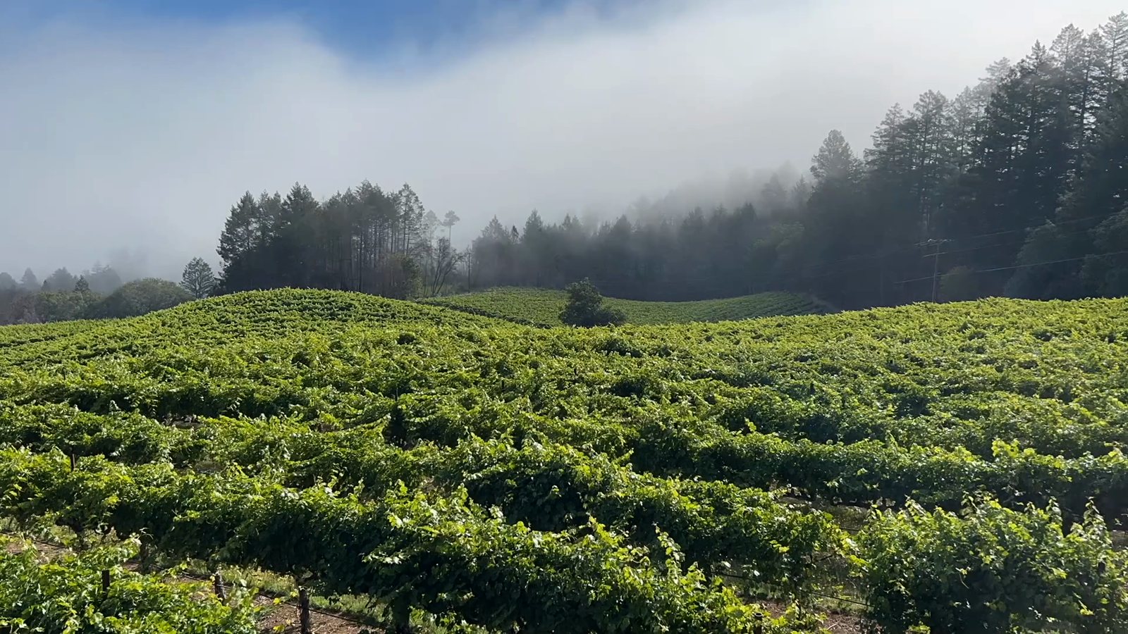 Morning fog lifting off the treeline above the green Keenan estate vineyards on Spring Mountain, Napa Valley