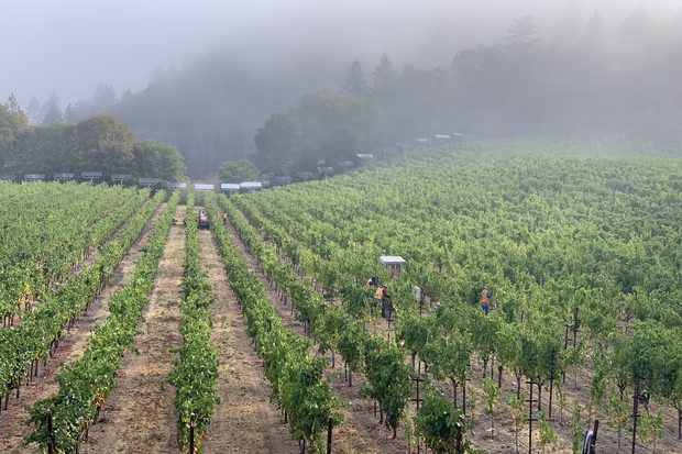 Harvest morning in the fog, Keenan estate vineyard on Spring Mountain