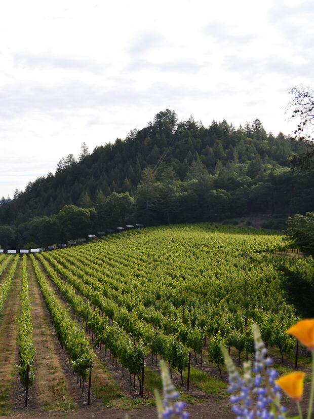 Spring — new growth in the Keenan estate vineyard