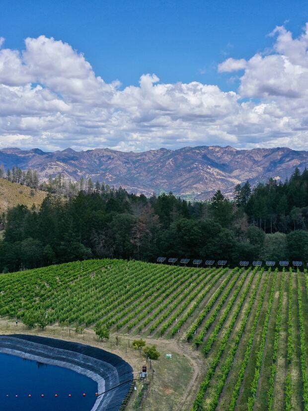 Summer — the Keenan estate vineyard in full canopy