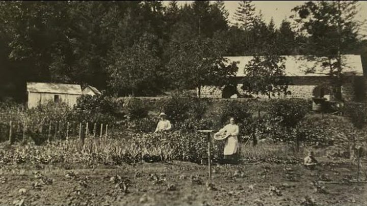Still from the Keenan Winery history and Zinfandel video