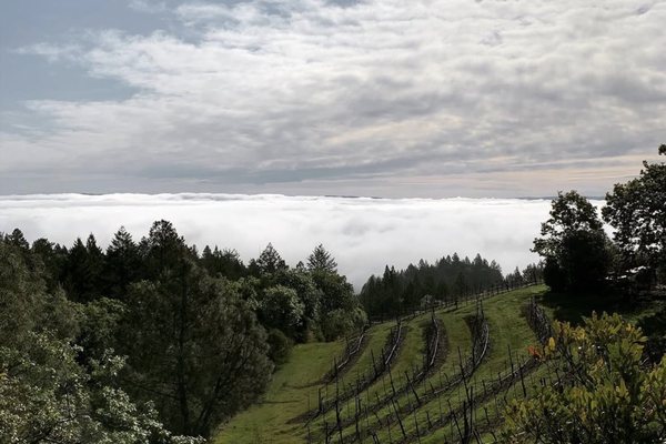 Keenan vineyard rows on a green mountain slope above a sea of fog, forested ridges and a cloudy sky beyond