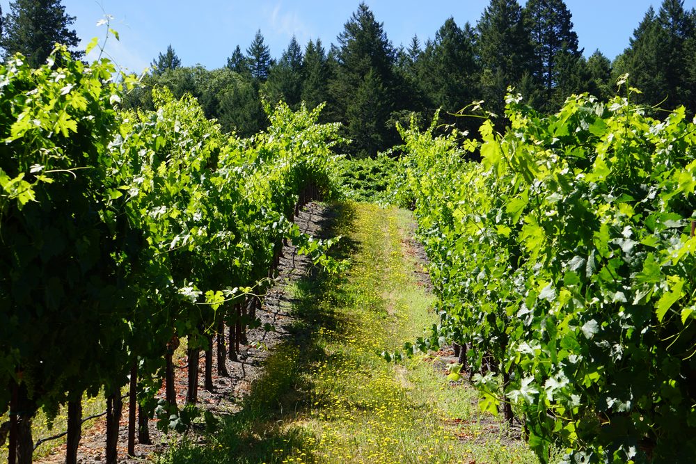 A grassy row between vines on the Keenan estate, wildflowers underfoot and conifers on the ridge behind