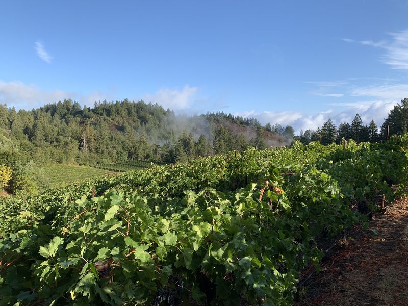 View across the Keenan estate vineyards on Spring Mountain