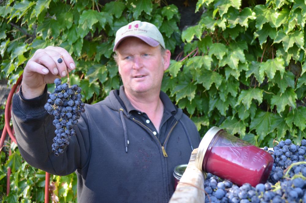 Matt Gardner at harvest with a cluster of ripe grapes
