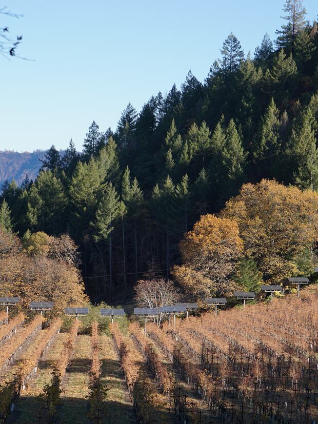 Winter — the dormant Keenan vineyard on Spring Mountain