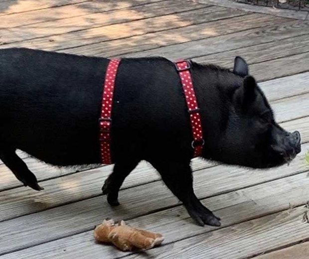 Little Billy the miniature pig at Keenan Winery, photo 1 of 3