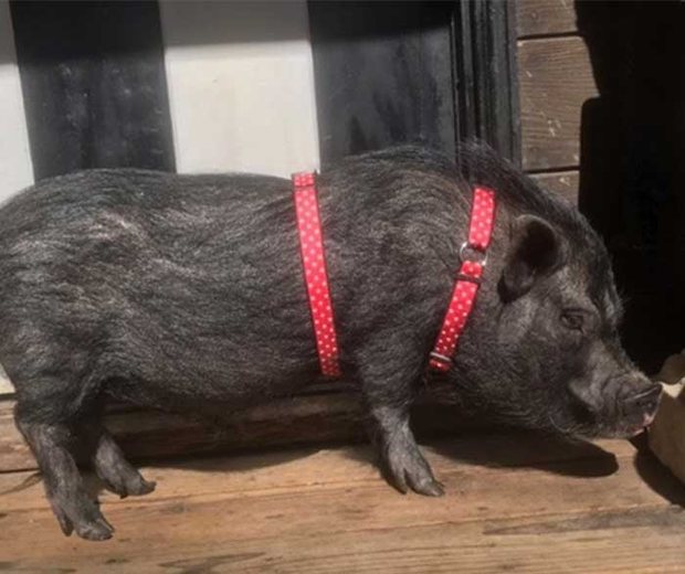Little Billy the miniature pig at Keenan Winery, photo 2 of 3