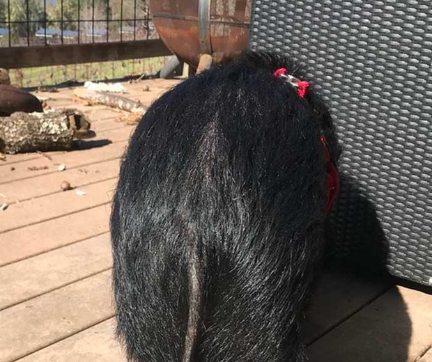 Little Billy the miniature pig at Keenan Winery, photo 3 of 3