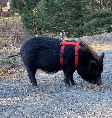 Little Billy, Squealer in Charge at Keenan Winery