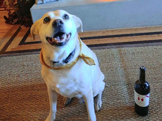 Lulu visiting Keenan Winery