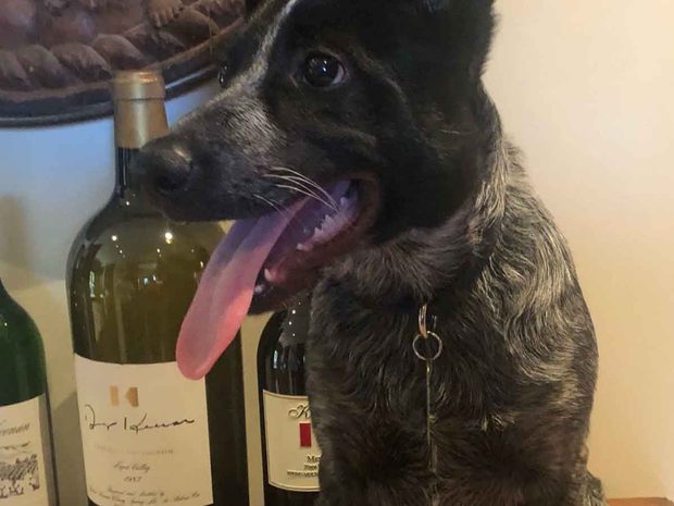 Rambo at Keenan Winery
