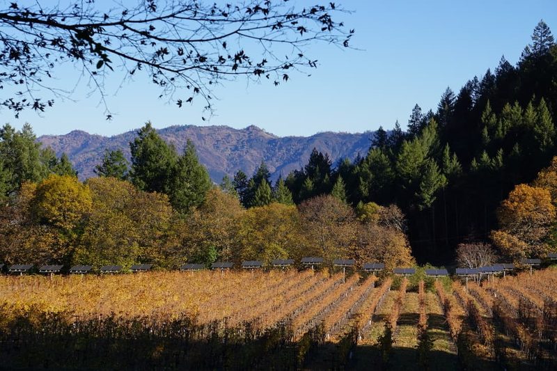 Vineyards in the Spring Mountain AVA above St. Helena