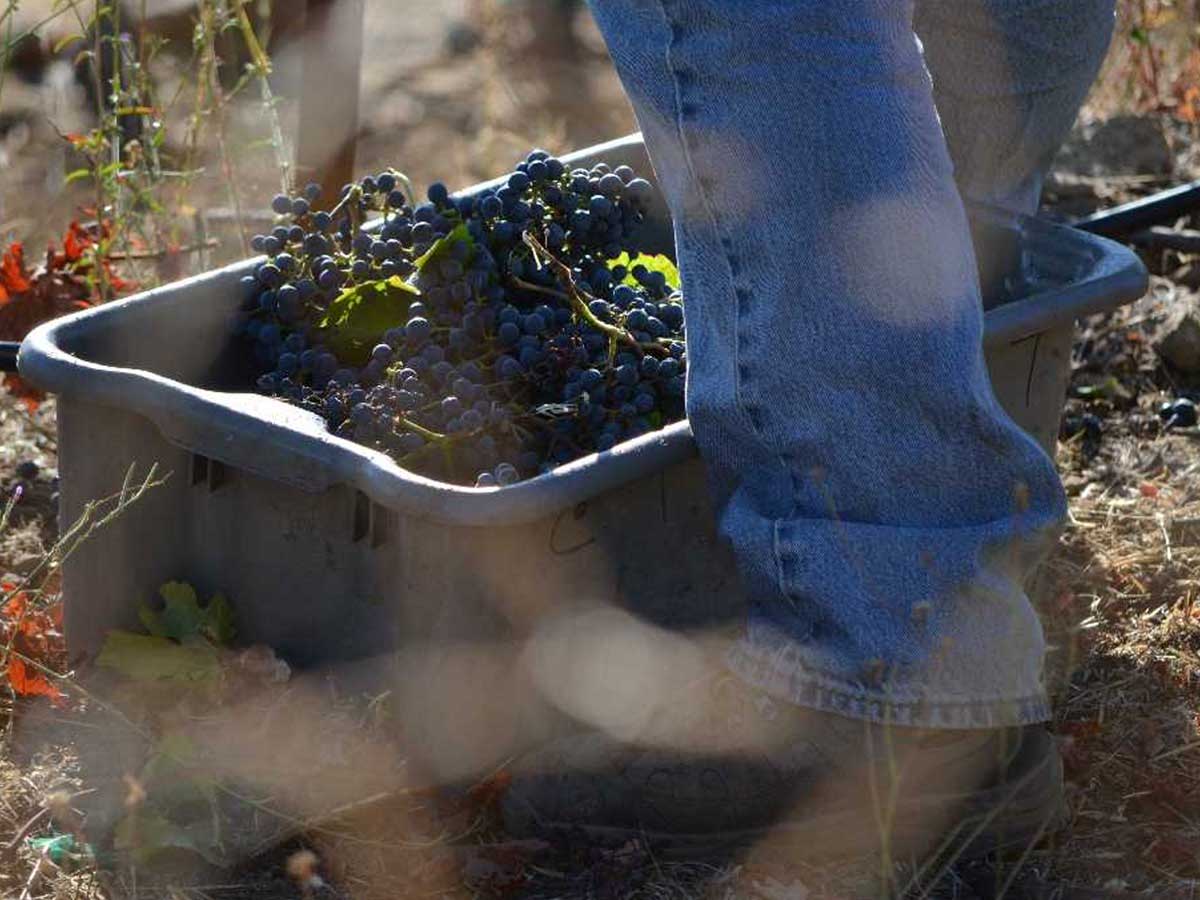 work boots standing next to a bucket of red wine grapes
