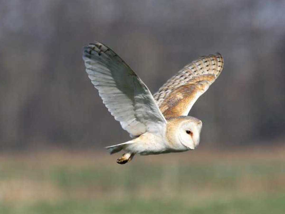 owl-by-keenan-winery