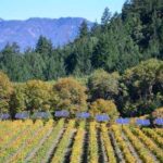 Autumn in the Mailbox Merlot Vineyard