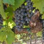 Keenan Summer Cabernet Sauvignon grapes hanging from the wine