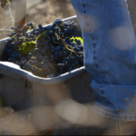 Merlot Harvest at Keenan Winery’s Upper Bowl Vineyard