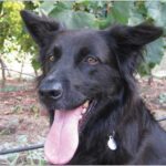 Mira, Keenan Winery Dog