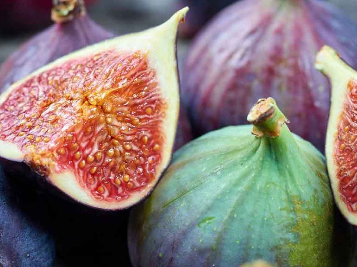 figs-garden-collage-elmowski-banner-1400x788-1024x576-crop