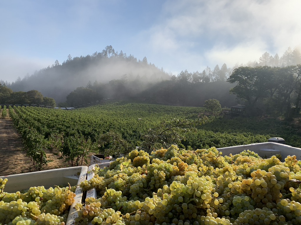 Overlooking the vineyard with chardonnay grapes in the foreground