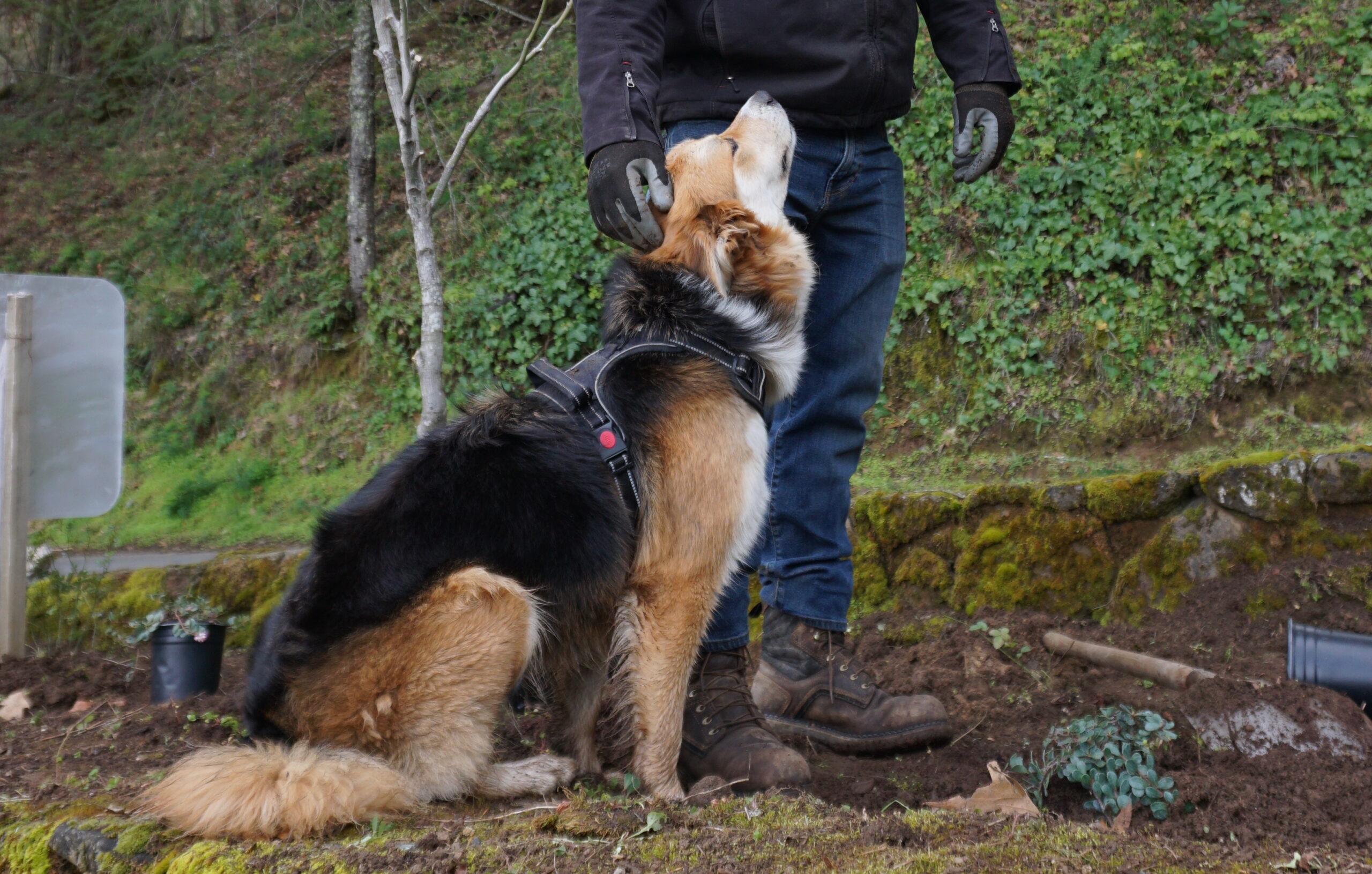 Aristeo's Doggy